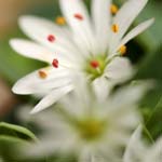 盛岡市癒し空間ソアン レイキ